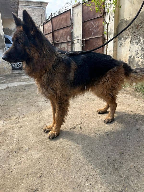 Fully long coat German Shepherd high quality male 9