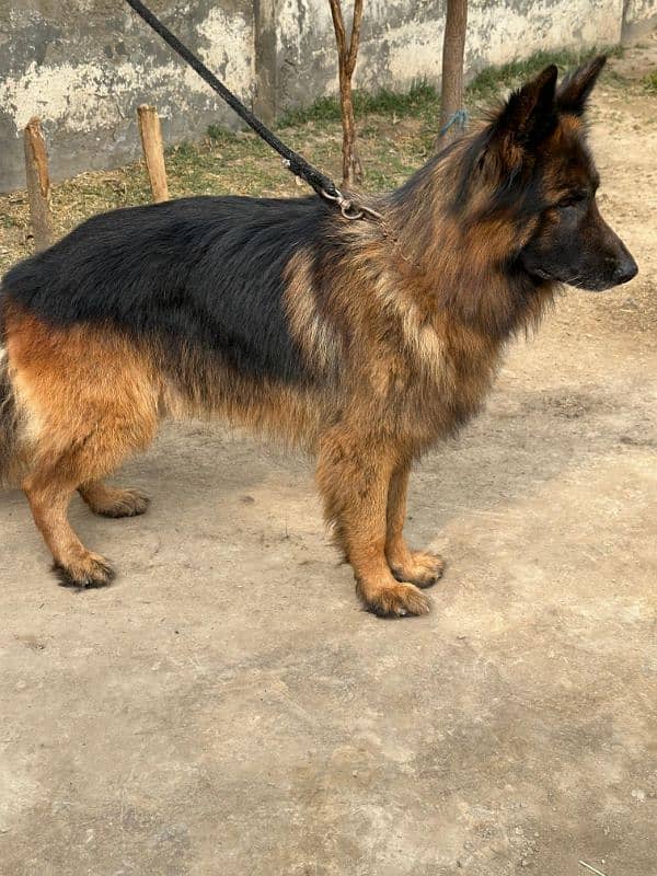 Fully long coat German Shepherd high quality male 10