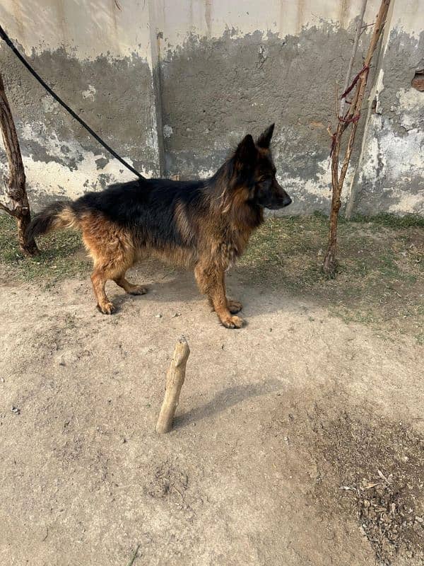 Fully long coat German Shepherd high quality male 11