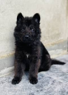 Long Haired GSD Female Puppies