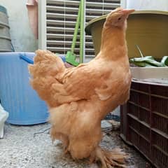 golden heavy buff chicken  for sale