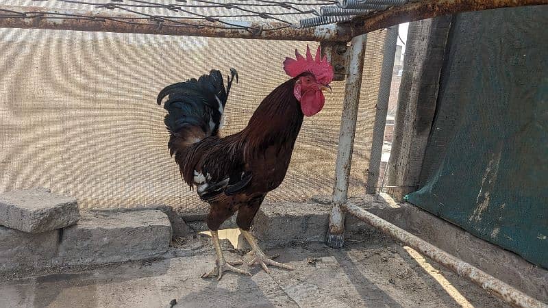 full breeder murgha for sale 1