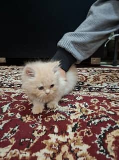 Persian  beautiful cat for sale 0329/70/37/447 my WhatsApp number