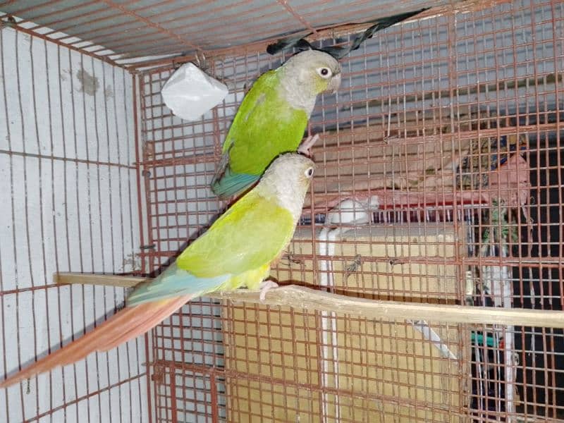 small conure 0