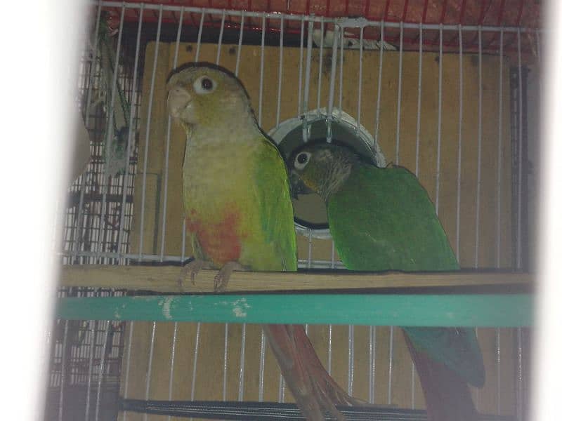 small conure 2