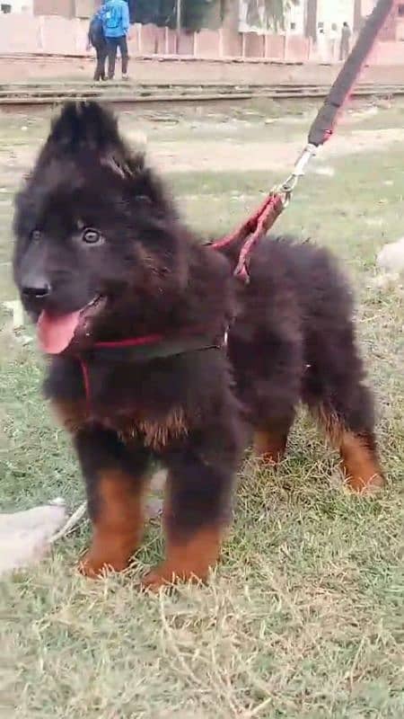 German shepherd puppies Double CoatMy WhatsApp number 03001868066 0