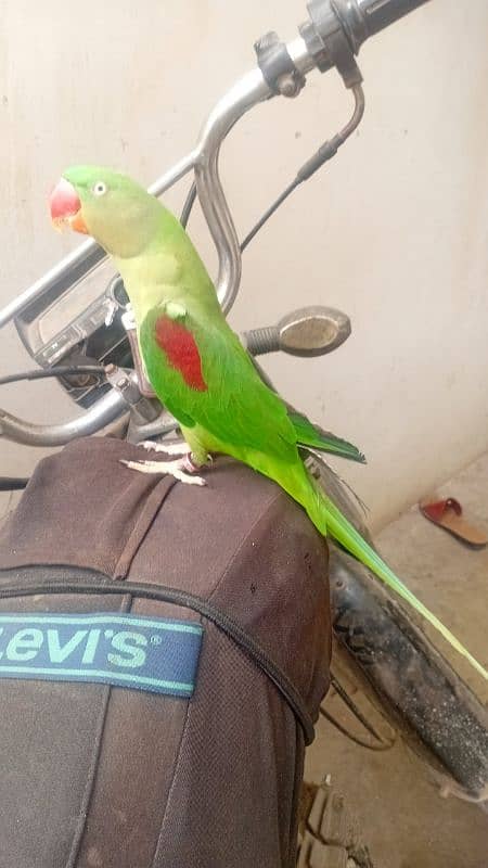 Raw Parrot Breedar female 3