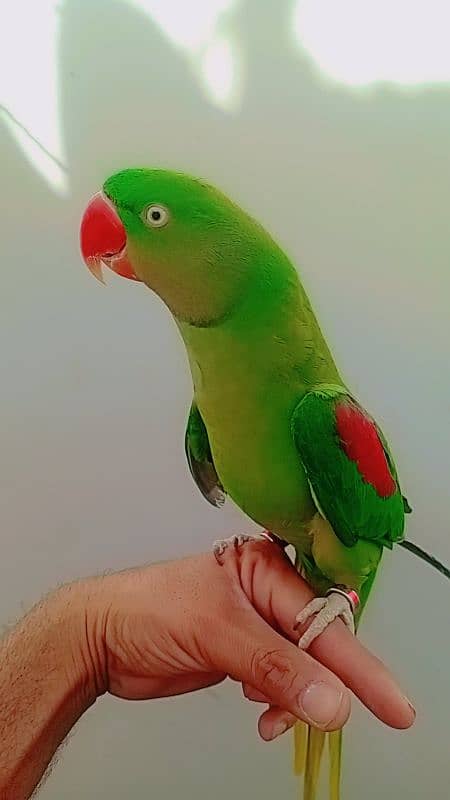 Raw Parrot Breedar female 4