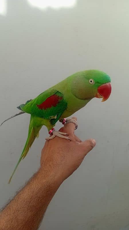 Raw Parrot Breedar female 5