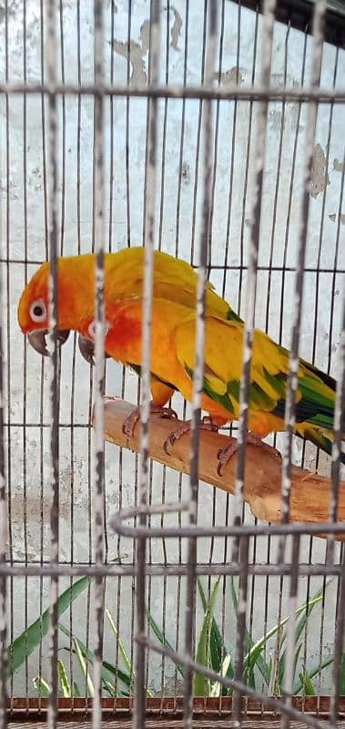 Sun conure adult pair 0