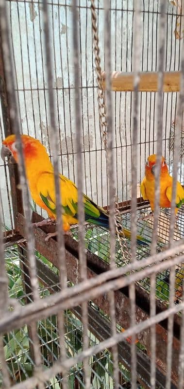 Sun conure adult pair 1