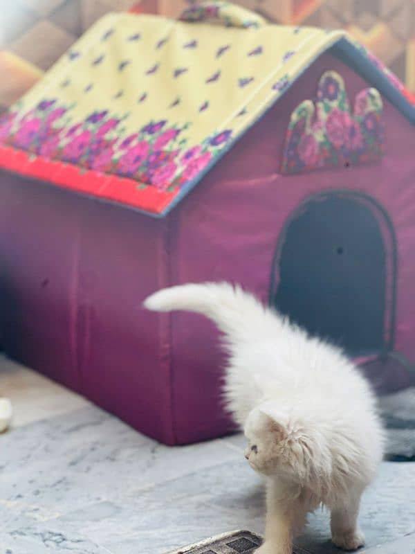 kittens pair with house for sale 3