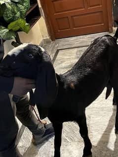 bakri bital with male kid  03234438191