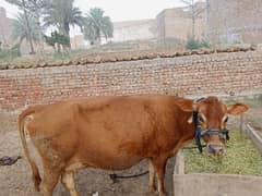 jersey import cow British breed