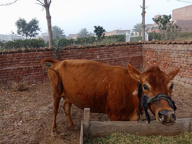 jersey import cow British breed 1