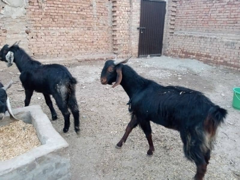 Baluchi/Sindhi cross Bucks for sale by weight, 1600/kg 3