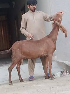 Nagara Gaban Confram 3 Month Ki 100% Gaban Bakri Sale