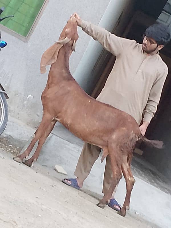 Nagara Gaban Confram 3 Month Ki 100% Gaban Bakri Sale 2