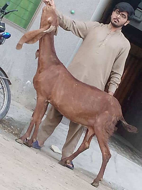 Nagara Gaban Confram 3 Month Ki 100% Gaban Bakri Sale 3