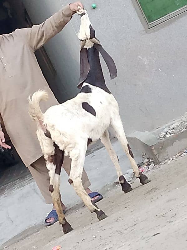 Nagara Gaban Confram 3 Month Ki 100% Gaban Bakri Sale 4