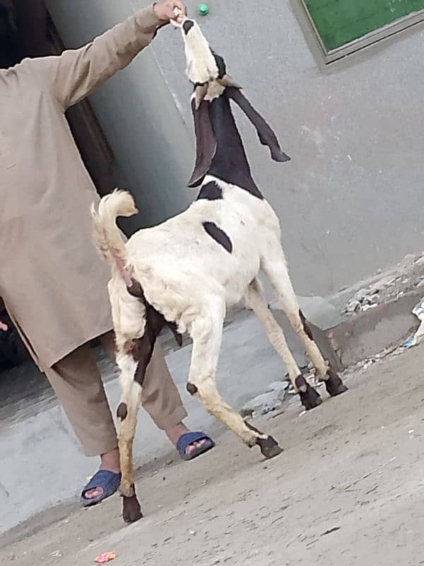 Nagara Gaban Confram 3 Month Ki 100% Gaban Bakri Sale 5