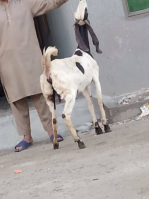 Nagara Gaban Confram 3 Month Ki 100% Gaban Bakri Sale 6