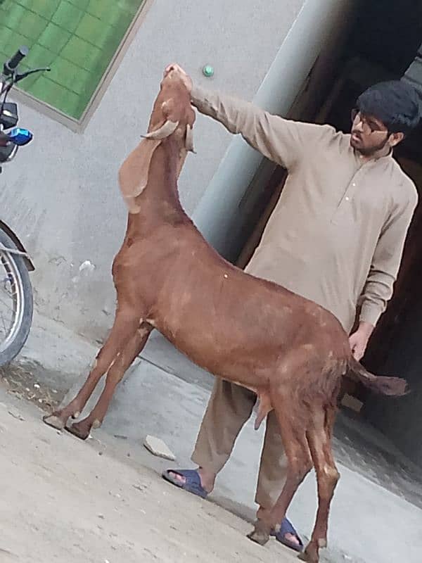 Nagara Gaban Confram 3 Month Ki 100% Gaban Bakri Sale 7