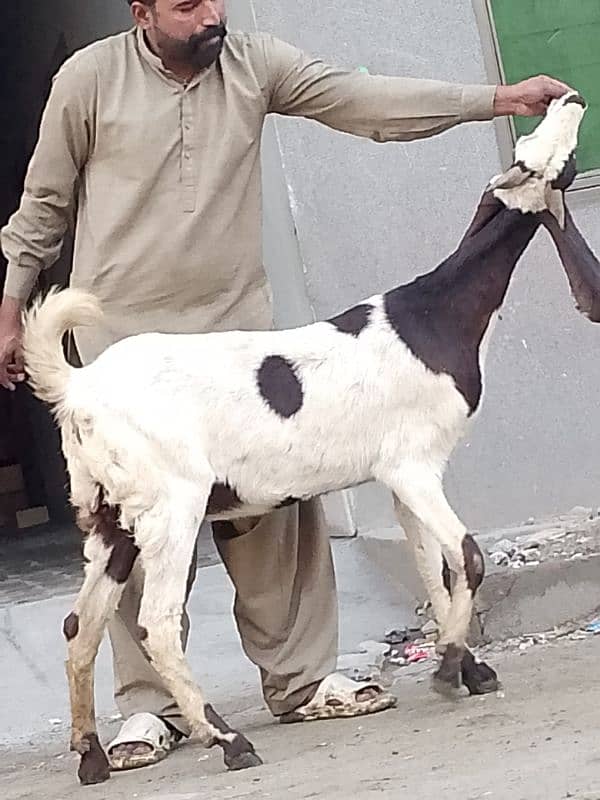 Nagara Gaban Confram 3 Month Ki 100% Gaban Bakri Sale 9