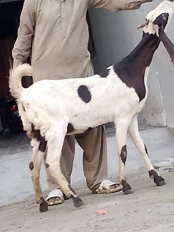 Nagara Gaban Confram 3 Month Ki 100% Gaban Bakri Sale 10