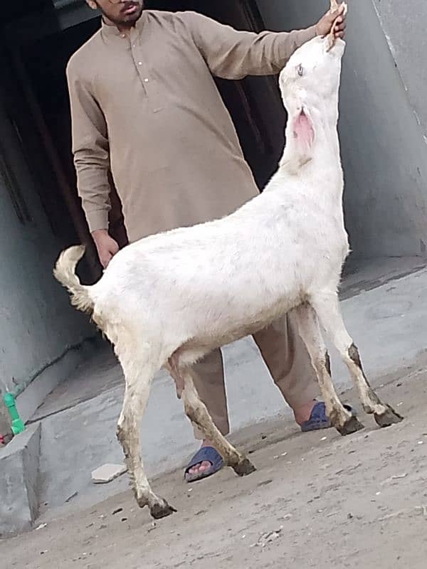 Nagara Gaban Confram 3 Month Ki 100% Gaban Bakri Sale 11