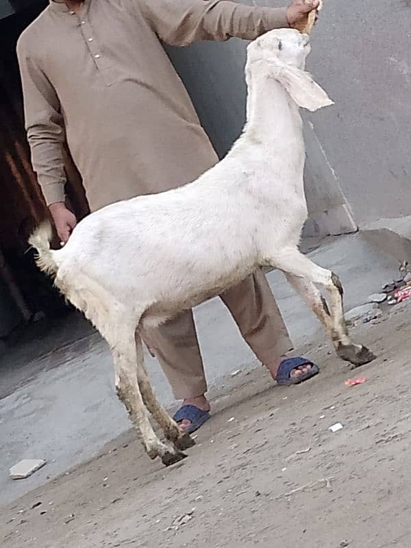 Nagara Gaban Confram 3 Month Ki 100% Gaban Bakri Sale 12