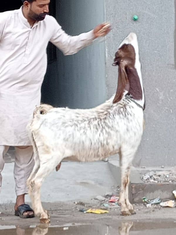 Nagara Gaban Confram 3 Month Ki 100% Gaban Bakri Sale 18