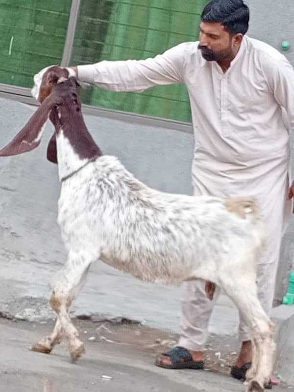 Nagara Gaban Confram 3 Month Ki 100% Gaban Bakri Sale 19