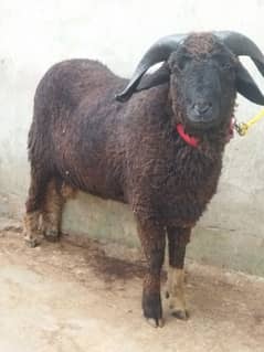 Beautiful Male sheep