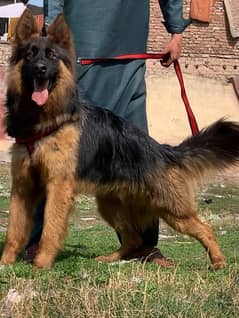 German shepherd long coat full security guard male