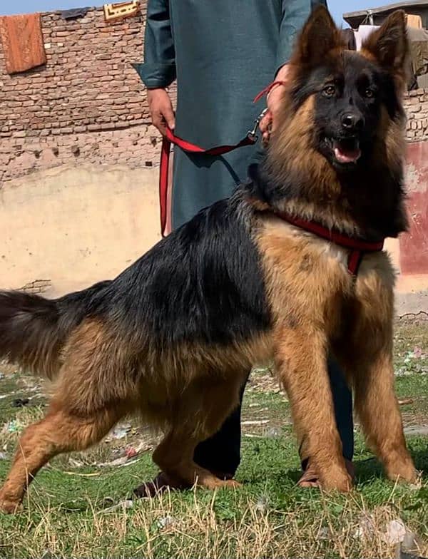 German shepherd long coat full security guard male  11 month for sale 1