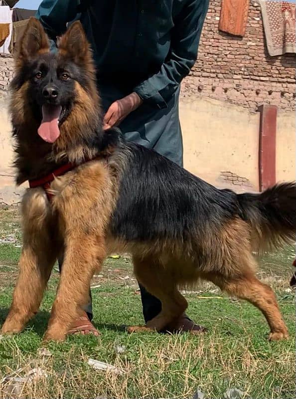 German shepherd long coat full security guard male  11 month for sale 2