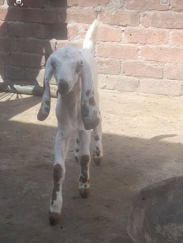 bakri bital with male kid  03234438191 1