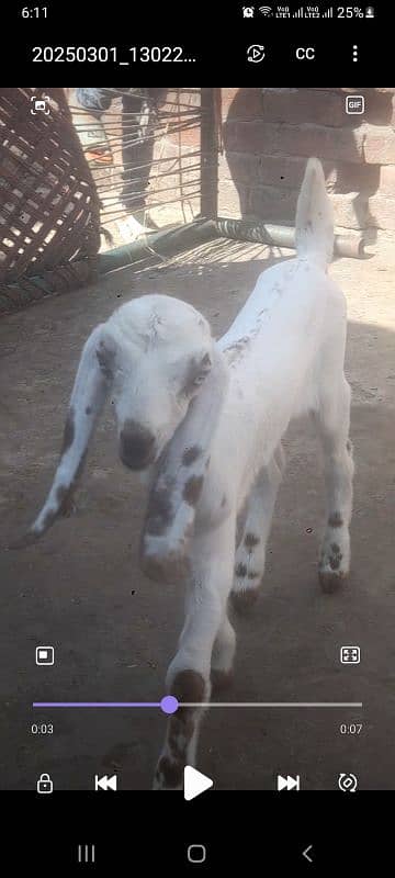 bakri bital with male kid  03234438191 8