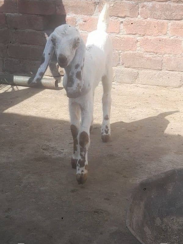 bakri bital with male kid  03234438191 9