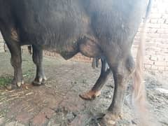 Buffalo 12kg doodh 03008608066/03194608066