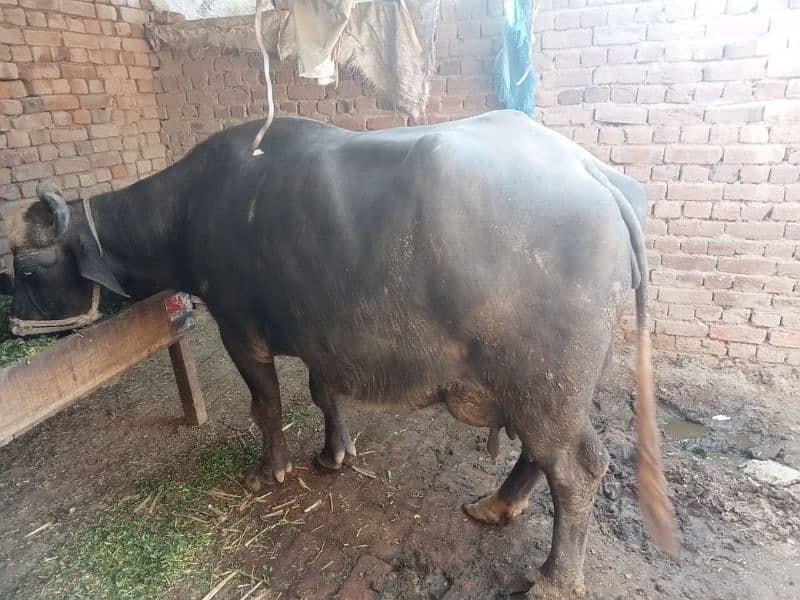 Buffalo 12kg doodh 03008608066/03194608066 3