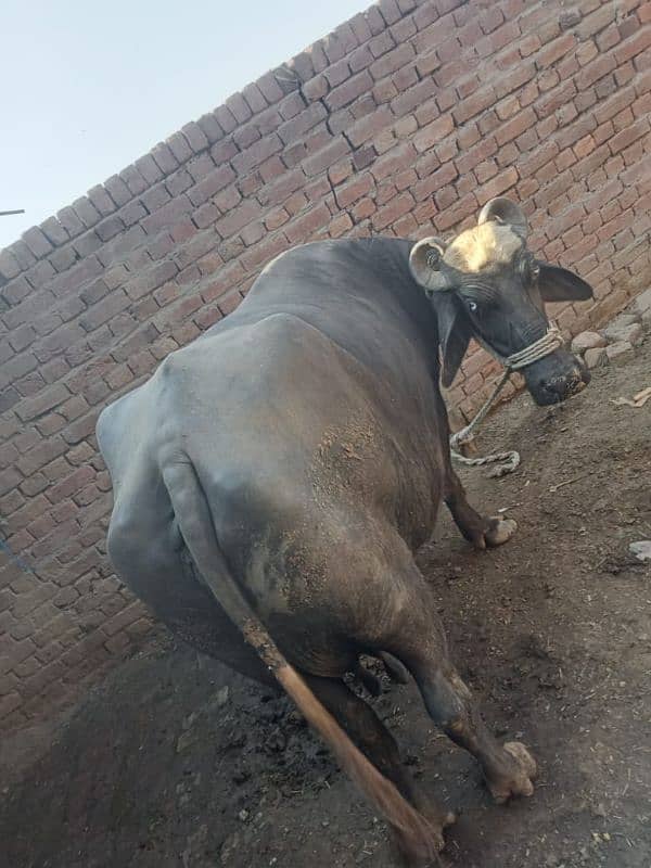 Buffalo 12kg doodh 03008608066/03194608066 6