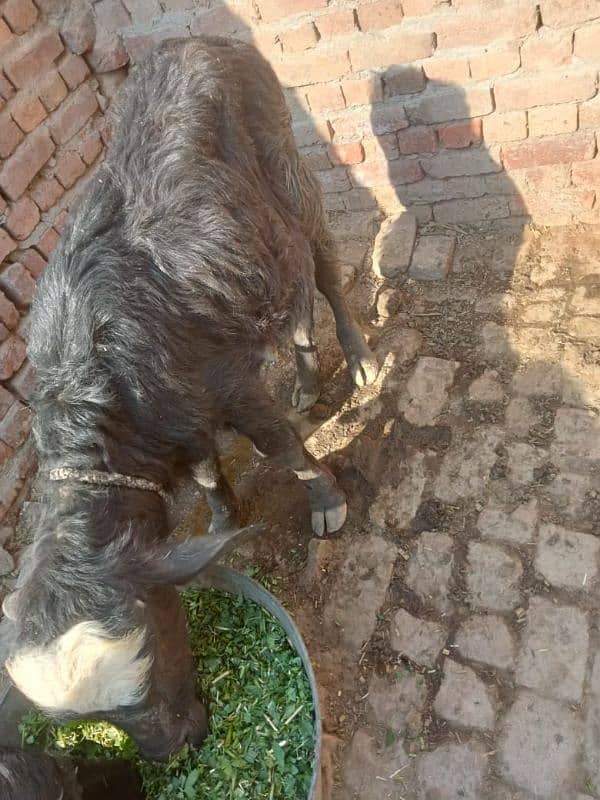 Buffalo 12kg doodh 03008608066/03194608066 7