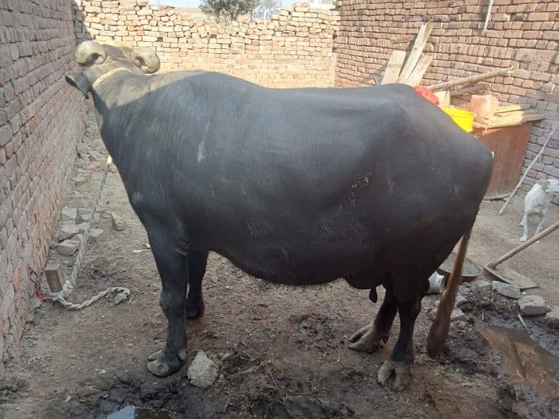 Buffalo 12kg doodh 03008608066/03194608066 8