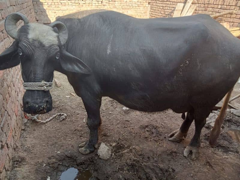 Buffalo 12kg doodh 03008608066/03194608066 9