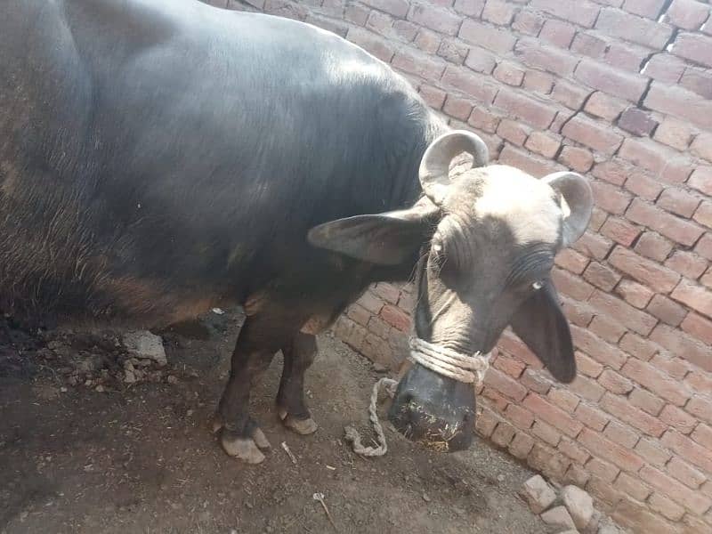 Buffalo 12kg doodh 03008608066/03194608066 10