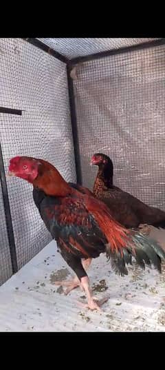 male and female for sale