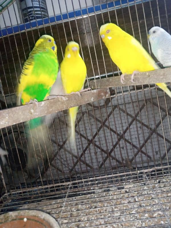 love birds breeder pair 3