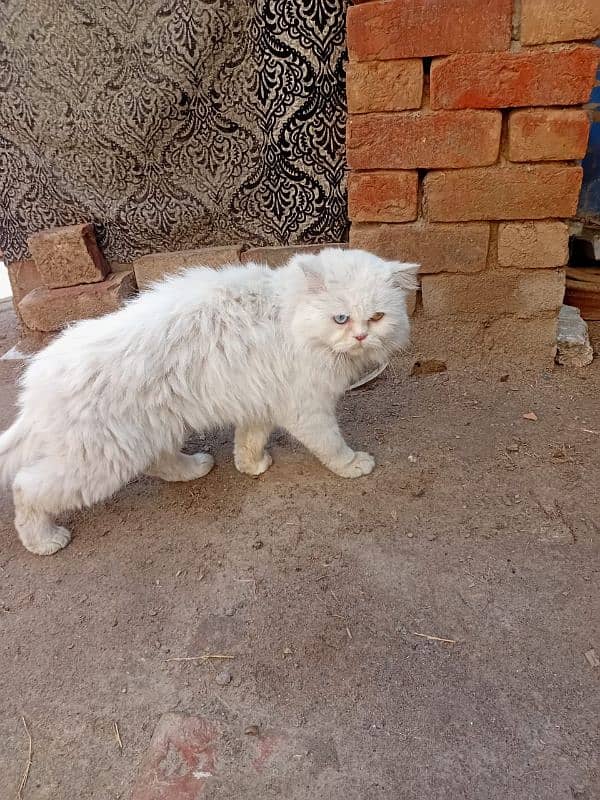 Persian cat male 8